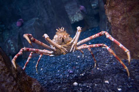 Caranguejo-Aranha! Uma Maravilha Marinha com Garras Poderosas e um Esqueleto Externo Resistente!