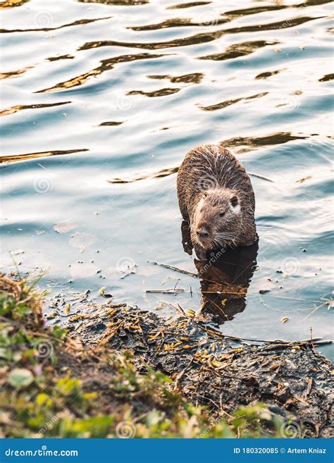  Nutria: Explore a Intrigante Vida Aquática e Semi-Aquática deste Roedor!