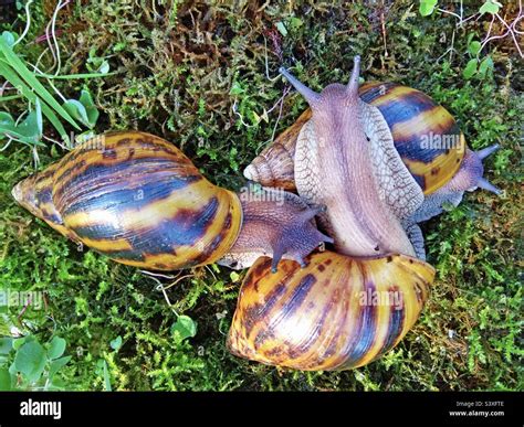  Achatina: Desvendando os Mistérios de uma Caracol Gigante que Constrói suas Próprias Mansões!