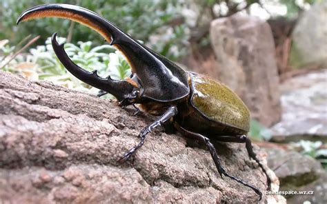  Besouro-de-Chifre: Um Guerreiro de Armadura Brilhante que Se Enfrenta com um Competidor Imaginário!