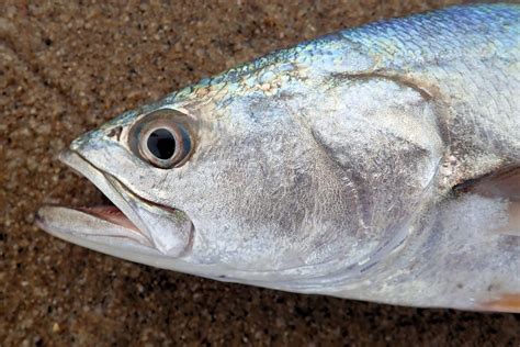  Corvina: Um Peixe de Escamas Brilhantes Que Nata Como Uma Rainha Subaquática!