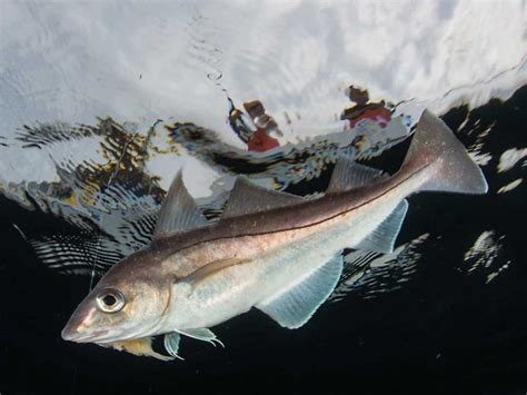  Haddock, um peixe de águas frias que se destaca com sua camuflagem majestosa!