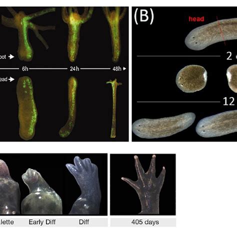  Hydra: Descubra o Poder da Regeneração em um Animal Microscópico!