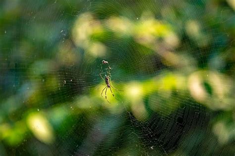  Iulidae: Descubra estes incríveis aracnídeos que se escondem nas folhas secas e tecem teias invisíveis!