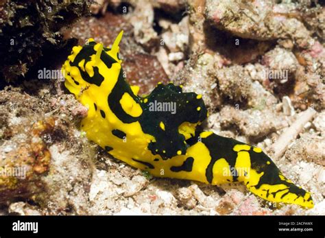  Nudibranch: Descubra o Molusco Sem Casca Que Dança com as Ondas!