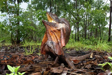  Fotografia Inusitada Captura Filhote de Frilled Lizard em Posicionamento Defensivo!